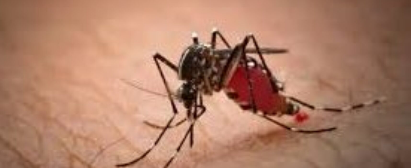 ESCUTA ILHÉUS: Projeto obriga a Prefeitura a fornecer, gratuitamente, repelente contra mosquitos e muriçocas