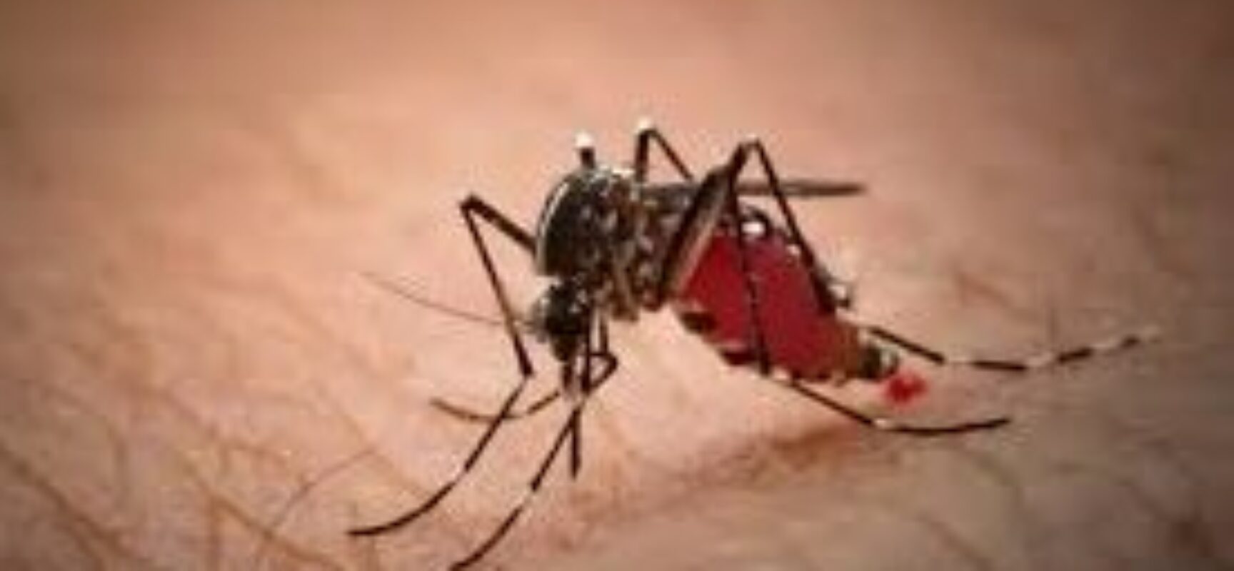 ESCUTA ILHÉUS: Projeto obriga a Prefeitura a fornecer, gratuitamente, repelente contra mosquitos e muriçocas