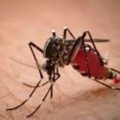 ESCUTA ILHÉUS: Projeto obriga a Prefeitura a fornecer, gratuitamente, repelente contra mosquitos e muriçocas