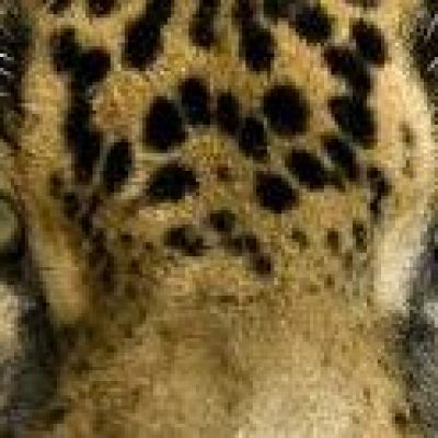 NOVO CLUBE DE FUTEBOL: O BARCELONA S.A. chega em Ilhéus com o apoio da FBF.