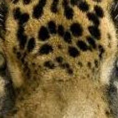 ONÇA-FAMINTA: Primeira torcida organizada do BARCELONA-ILHÉUS, começa a ser formada.