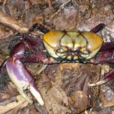 Proibidas captura e comercialização do caranguejo a partir deste sábado (11)