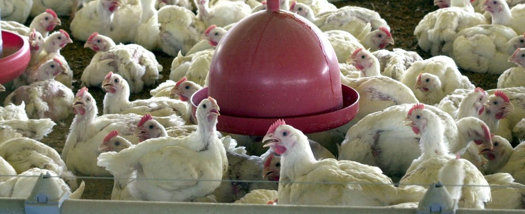 China reporta surto de gripe aviária