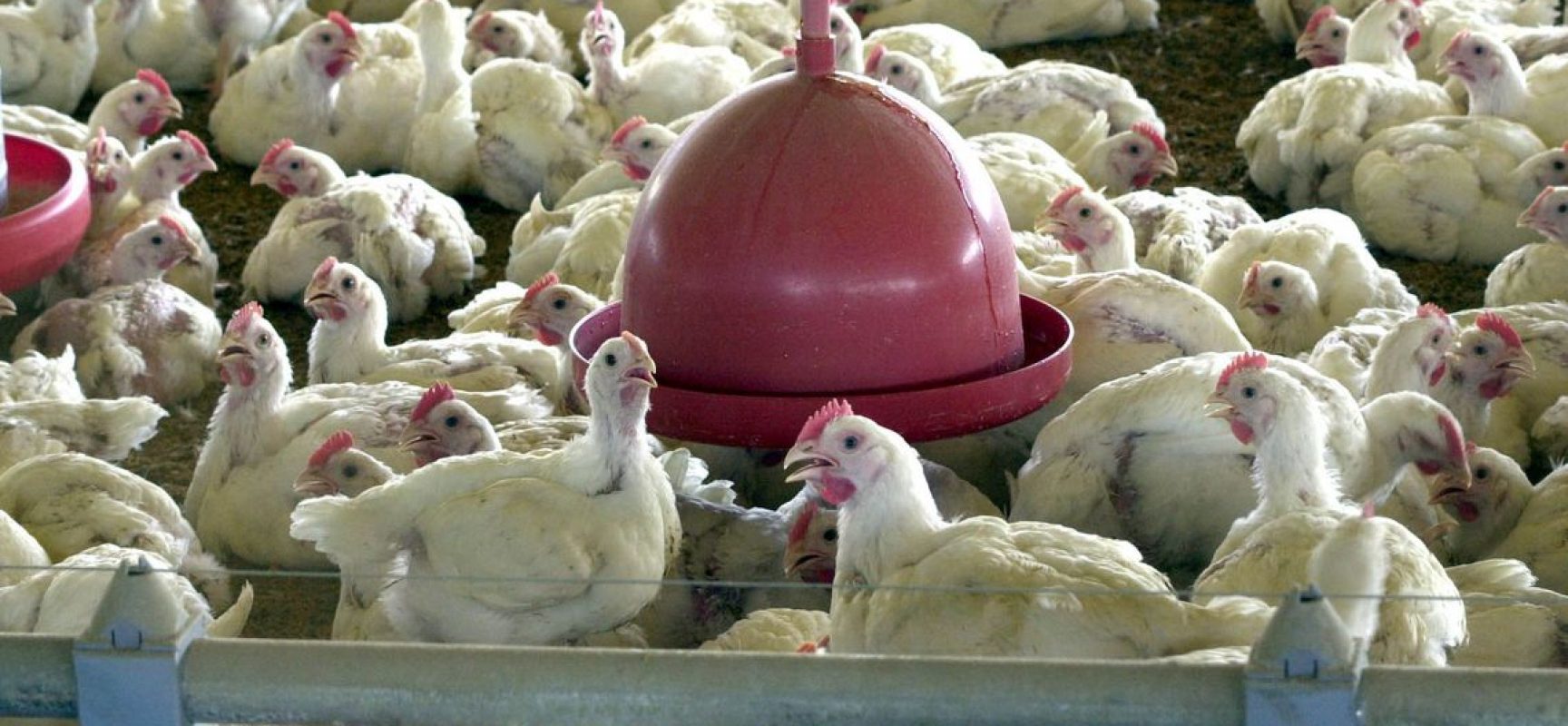 China reporta surto de gripe aviária