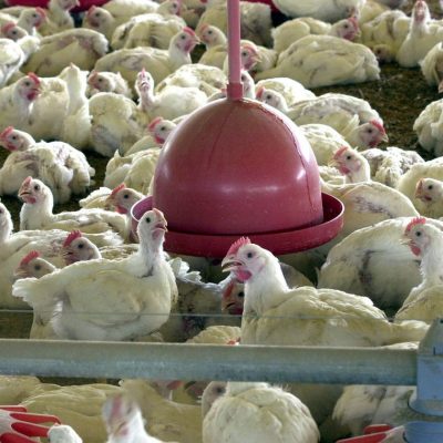 China reporta surto de gripe aviária