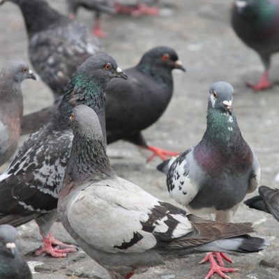 POR: *Alessandro Carvalho Bica: Isso tudo acontecendo e eu aqui na praça, Dando milho aos pombos!