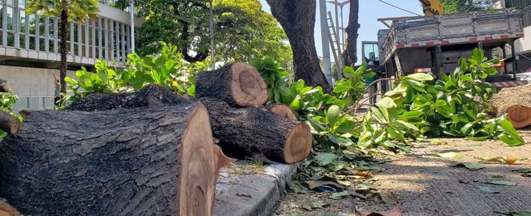 ESCUTA ILHÉUS: Projeto de Lei quer impedir corte de árvores históricas no município de Ilhéus