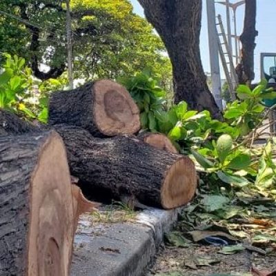 ESCUTA ILHÉUS: Projeto de Lei quer impedir corte de árvores históricas no município de Ilhéus