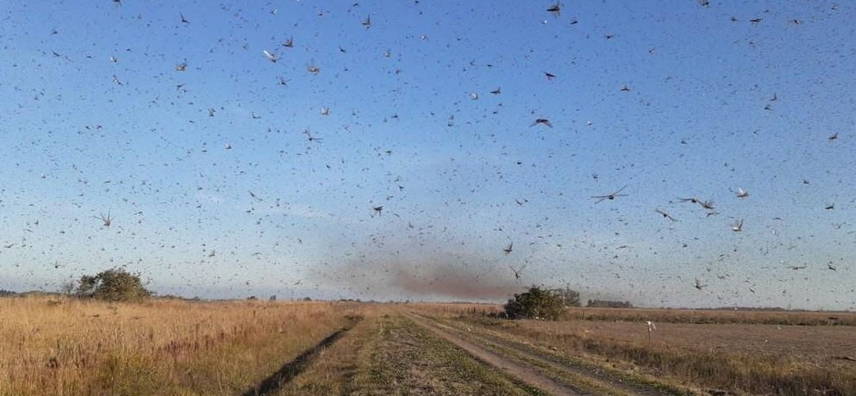Nuvem de gafanhotos volta a preocupar agricultores brasileiros