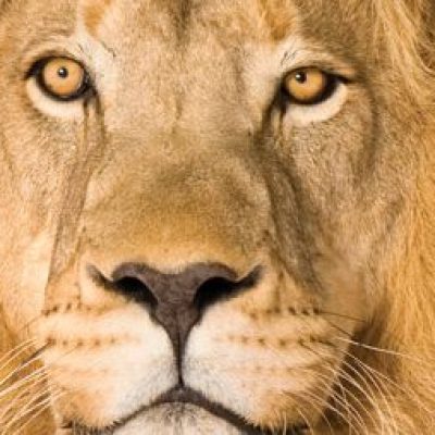 Proposta isenta de multa as declarações do IR-2020 entregues com atraso