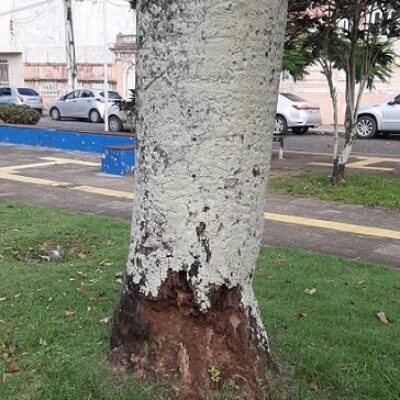 Moradores de Ilhéus temem queda de árvores e acionam prefeitura para corte de palmeiras