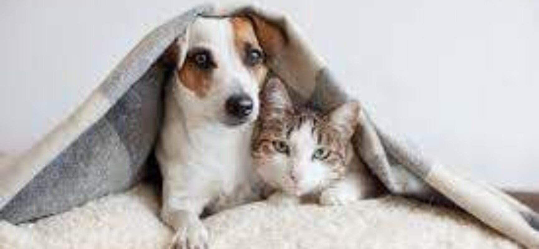 Senado aprova aumento de pena para agressores de cães e gatos