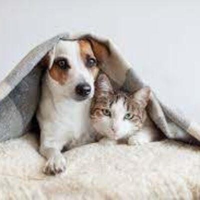 Senado aprova aumento de pena para agressores de cães e gatos