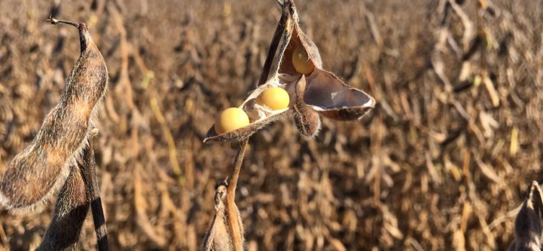 Governo zera imposto de importação da soja e do milho
