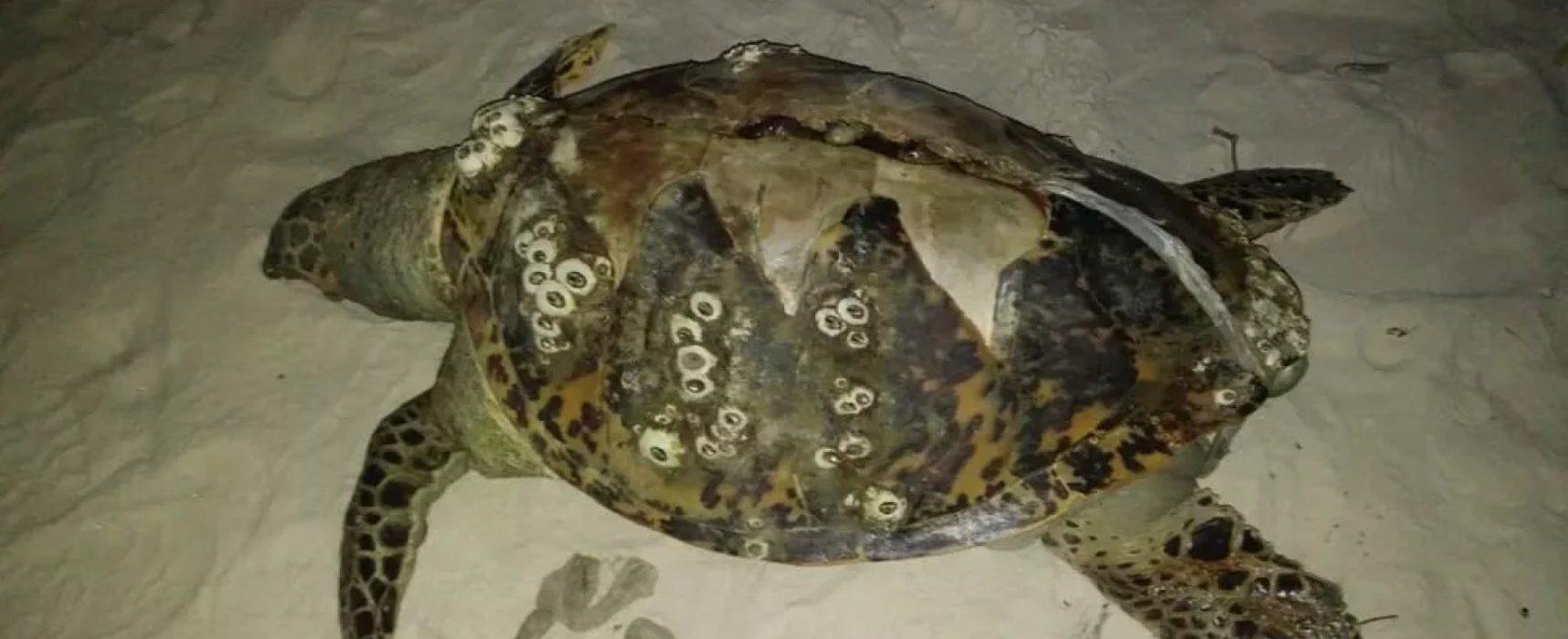 Três tartarugas são encontradas encalhadas no sul da Bahia