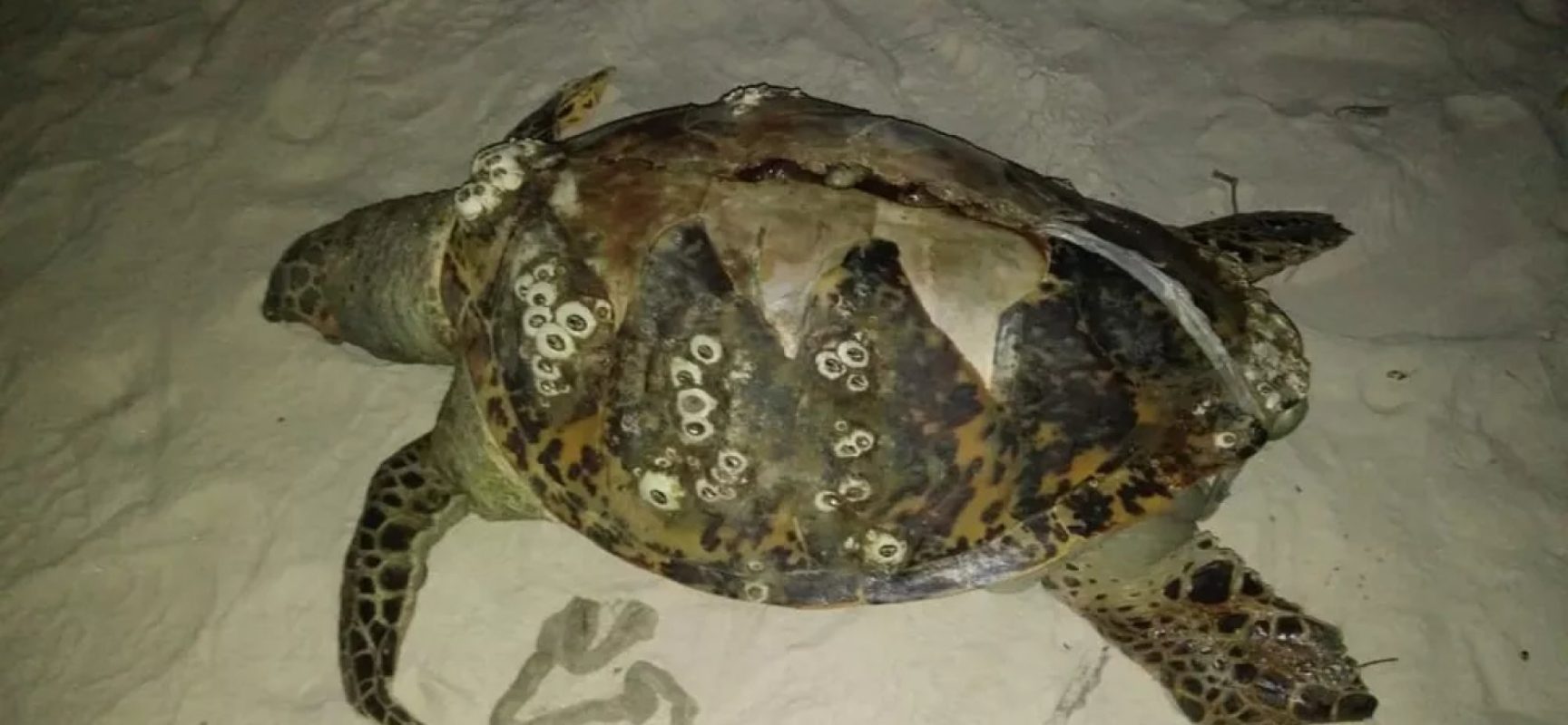 Três tartarugas são encontradas encalhadas no sul da Bahia