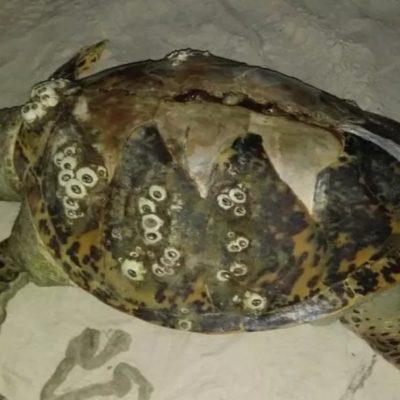 Três tartarugas são encontradas encalhadas no sul da Bahia