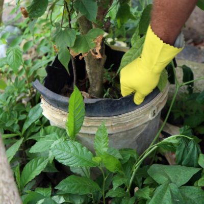Na sombra do coronavírus: como está a situação da dengue, chikungunya e zika na Bahia?
