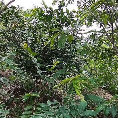 Brasil passa a fazer parte do Protocolo de Nagoia sobre biodiversidade