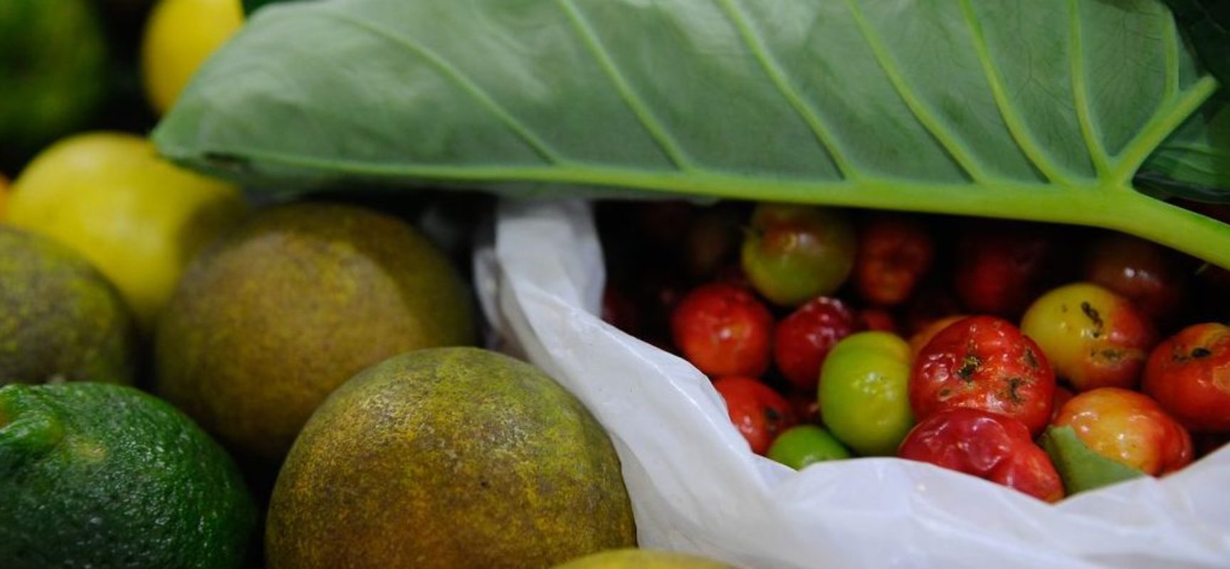 ONU: 931 milhões de toneladas de alimentos foram para o lixo em 2019