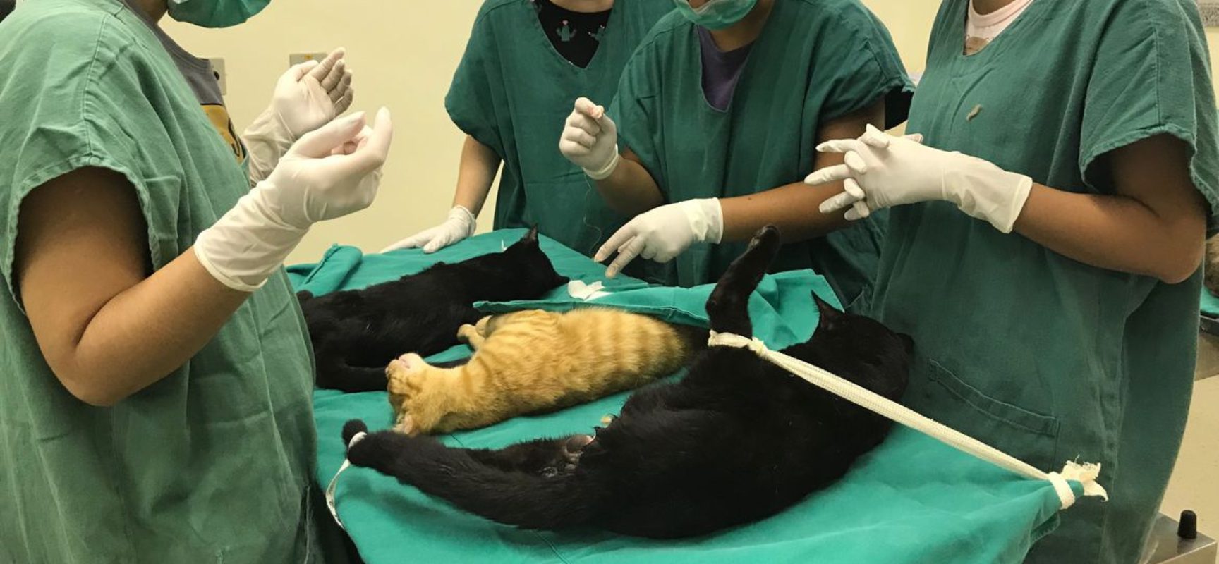 Cirurgias veterinárias podem ser suspensas para reduzir uso de insumos