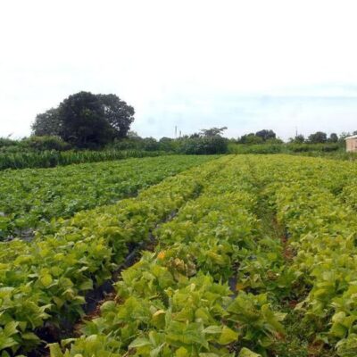 Governo altera definição de agricultor familiar