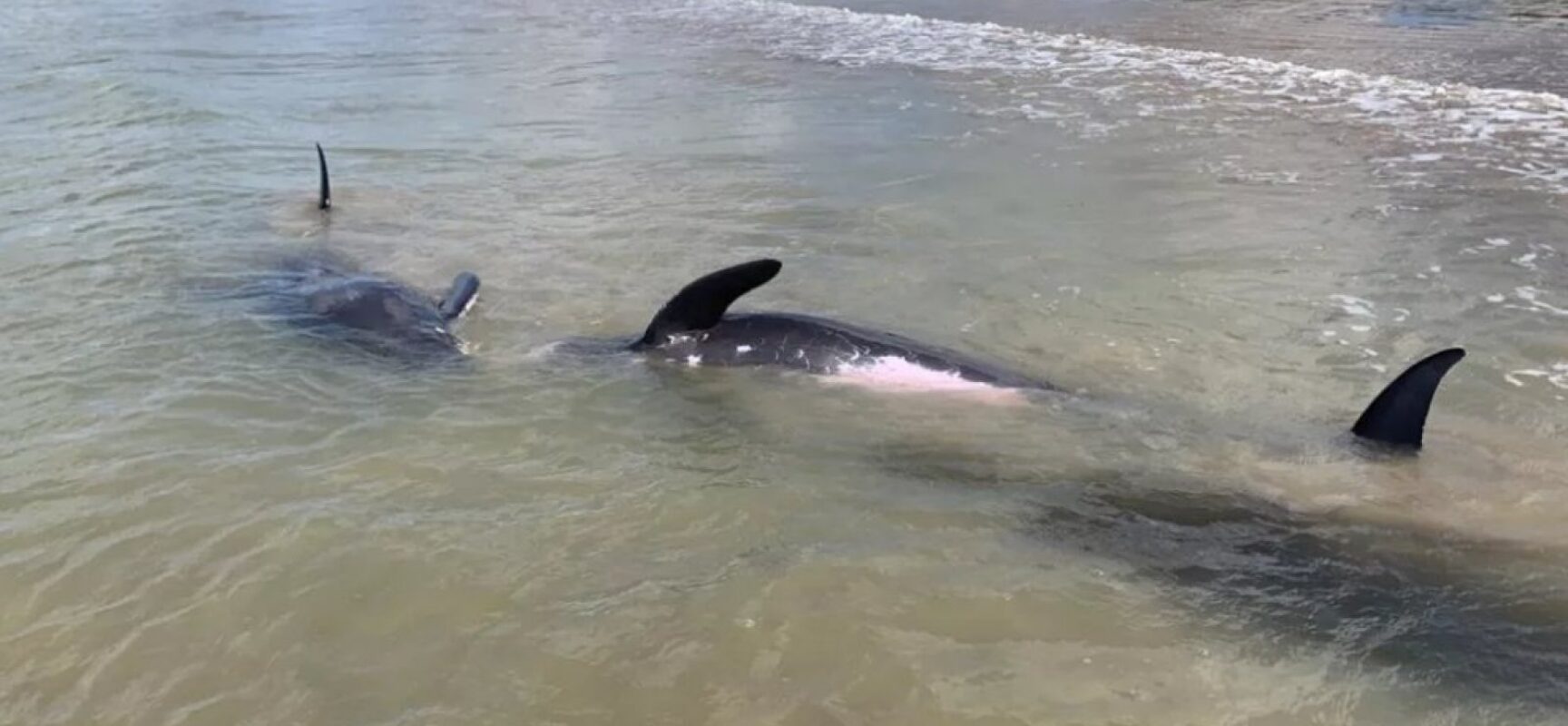 Quatro golfinhos encalham na orla de Porto Seguro