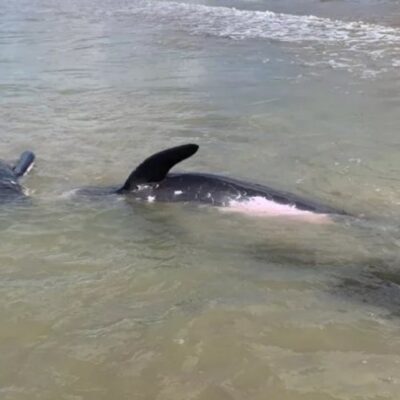 Quatro golfinhos encalham na orla de Porto Seguro