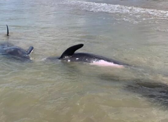 Quatro golfinhos encalham na orla de Porto Seguro
