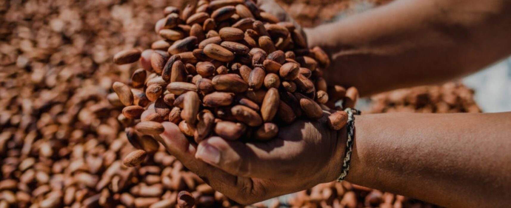 AGRO: Inscrições estão abertas para o Concurso Nacional de Qualidade de Cacau Especial do Brasil