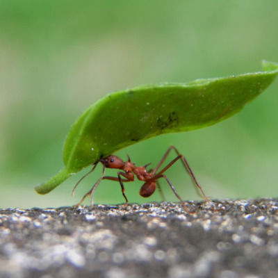 Pesquisador descobre doze novas espécies de formigas no sul da Bahia