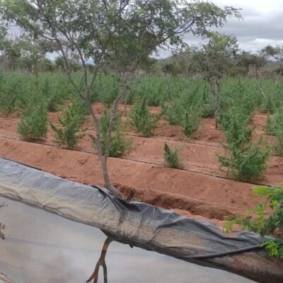 Polícia toca fogo em 78 mil pés de maconha no Norte da Bahia
