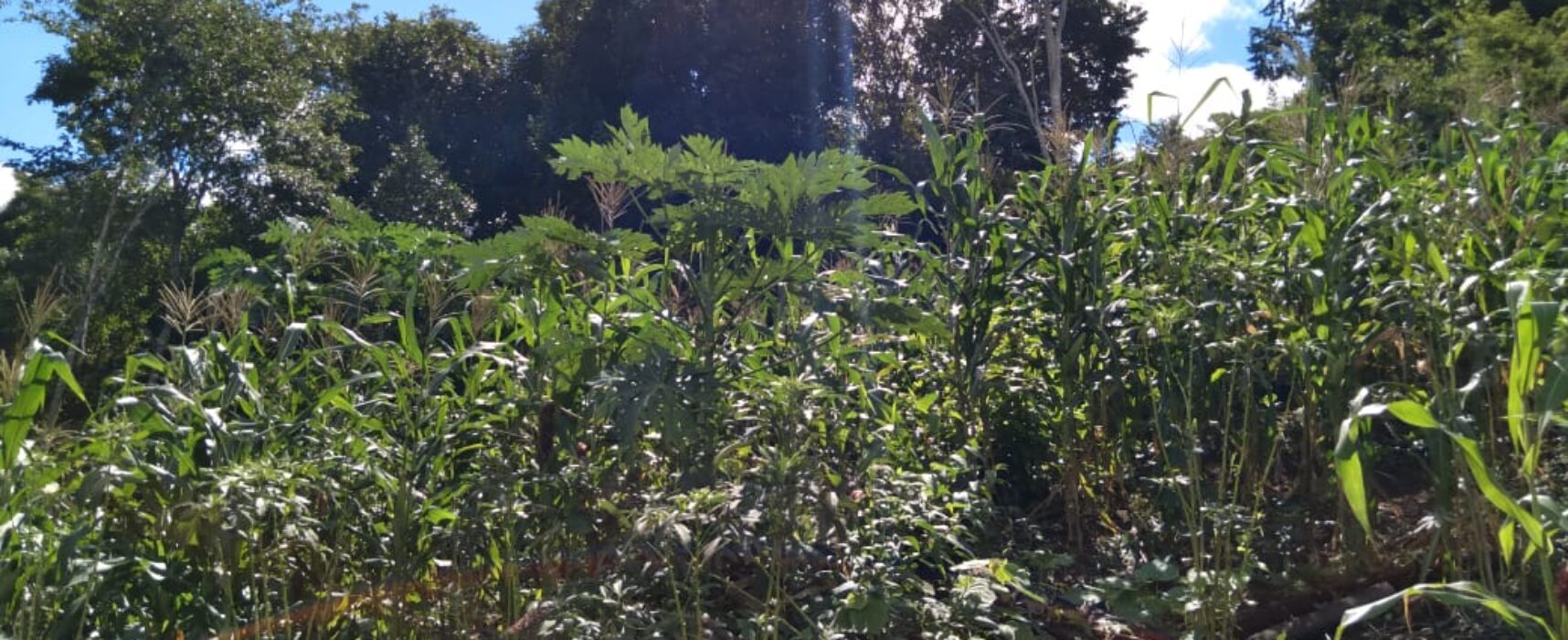 Agricultores Familiares itabunense preparam para a colheita do tradicional milho de São João