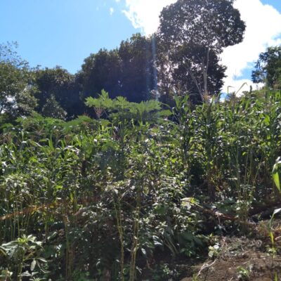 Agricultores Familiares itabunense preparam para a colheita do tradicional milho de São João