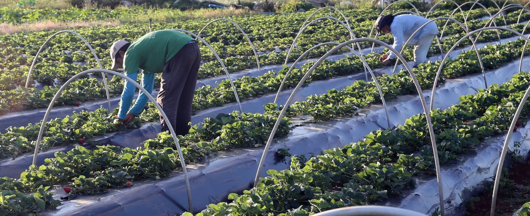 Plano Safra 2021/2022: agricultura familiar terá R$ 39,34 bilhões