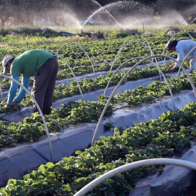 Plano Safra 2021/2022: agricultura familiar terá R$ 39,34 bilhões