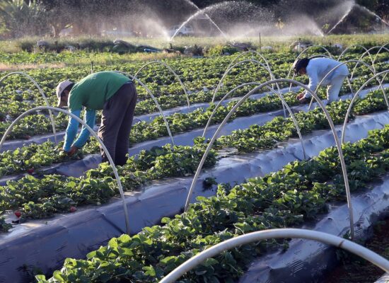Plano Safra 2021/2022: agricultura familiar terá R$ 39,34 bilhões