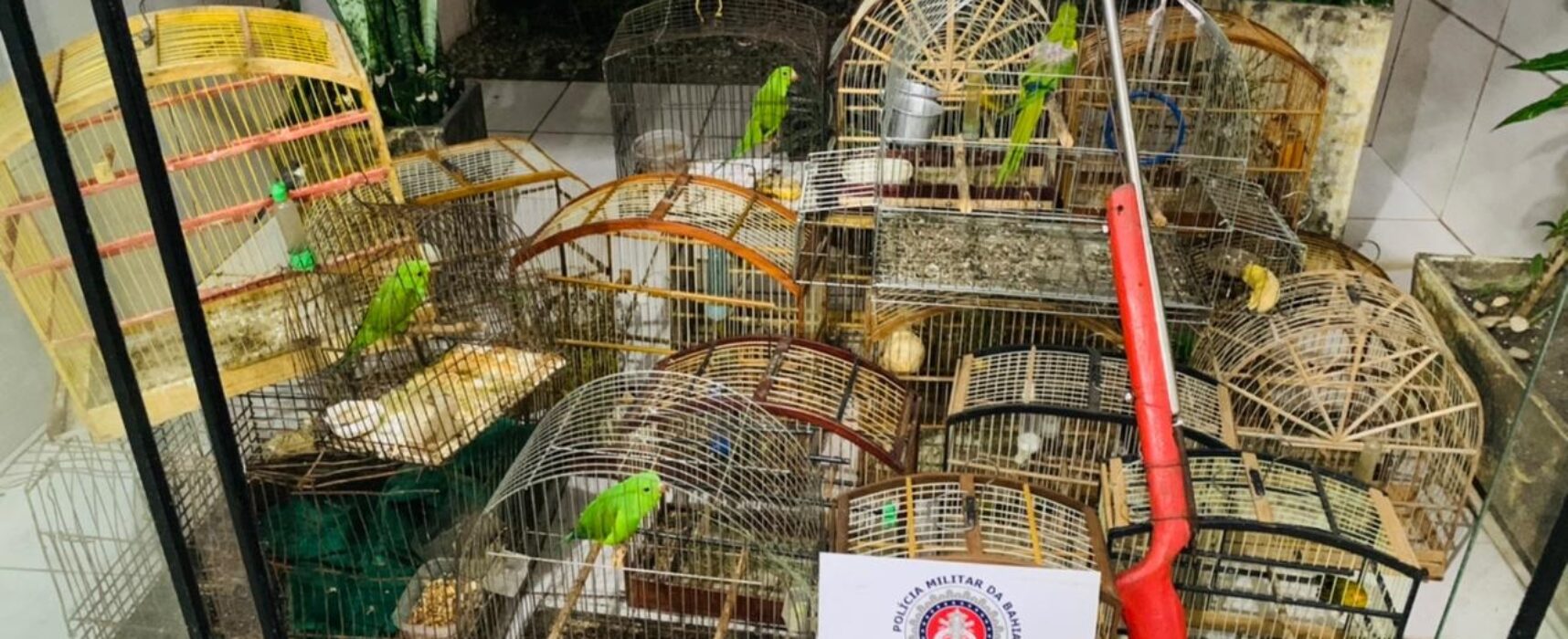 PM LIBERTA ANIMAIS SILVESTRES MANTIDOS EM CATIVEIRO EM ILHÉUS