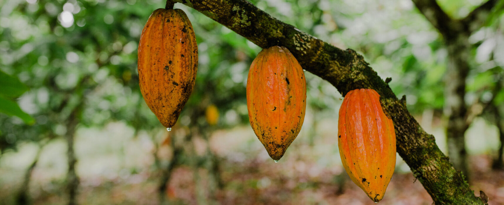 Presidente César Porto saúda a CEPLAC pelos seus  Há 69 anos,