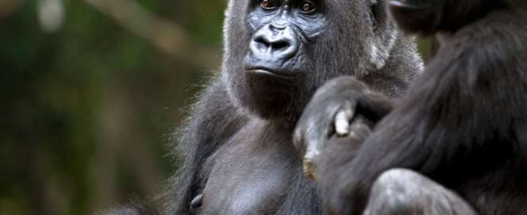 Gorilas são diagnosticados com Covid-19 em zoológico nos Estados Unidos