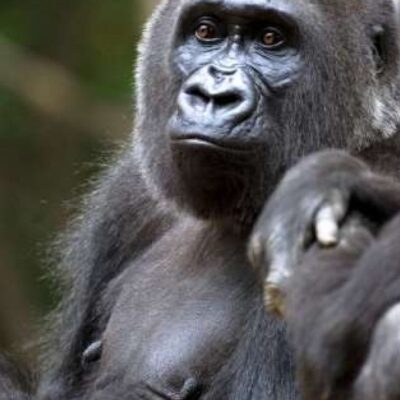 Gorilas são diagnosticados com Covid-19 em zoológico nos Estados Unidos