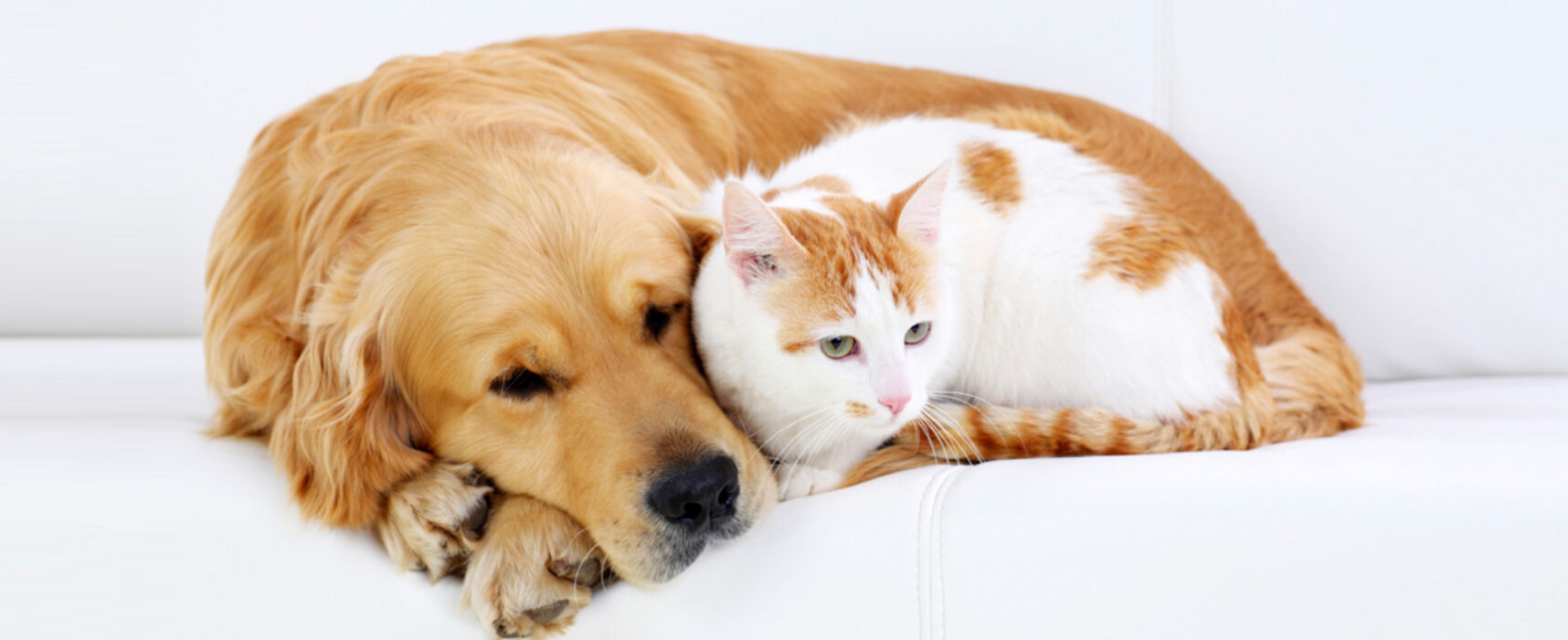 Ilhéus: Vacinação antirrábica para cães e gatos acontece neste sábado das 8h às 16h