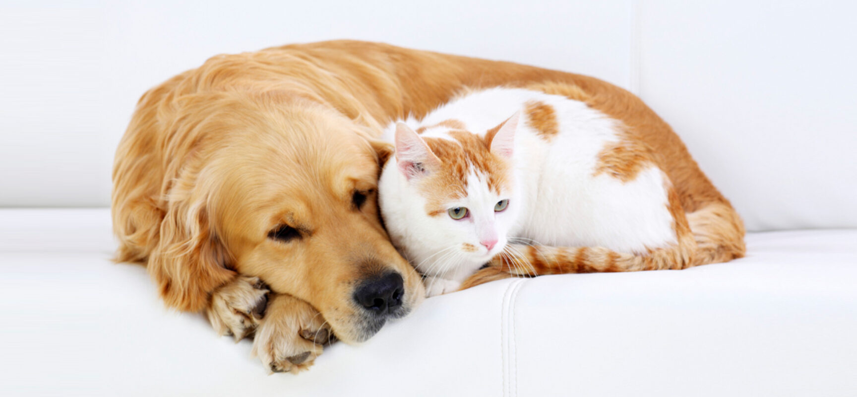 Ilhéus: Vacinação antirrábica para cães e gatos acontece neste sábado das 8h às 16h
