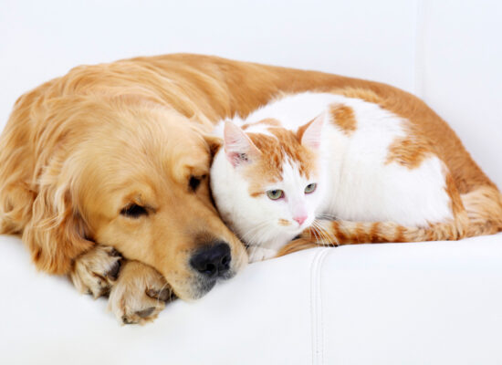 Ilhéus: Vacinação antirrábica para cães e gatos acontece neste sábado das 8h às 16h