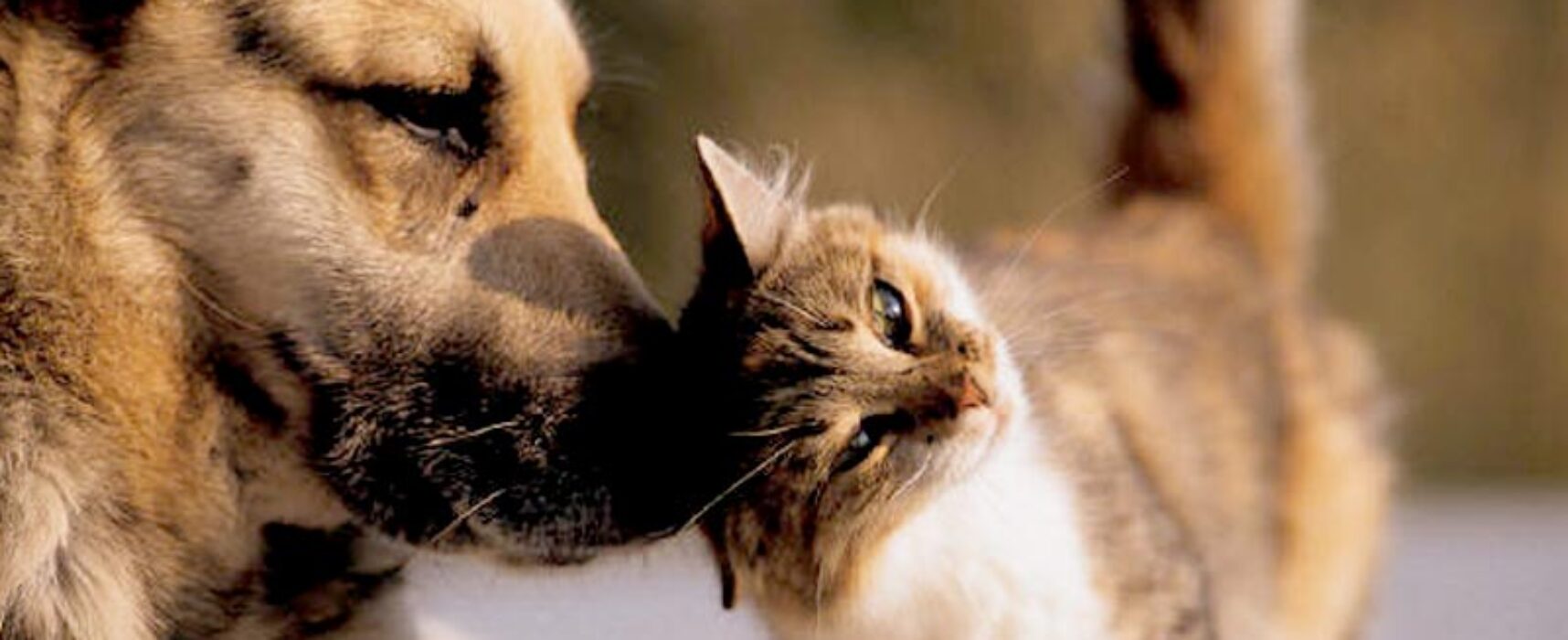 Ilhéus: Vacinação antirrábica para cães e gatos acontece neste sábado das 8h às 16h