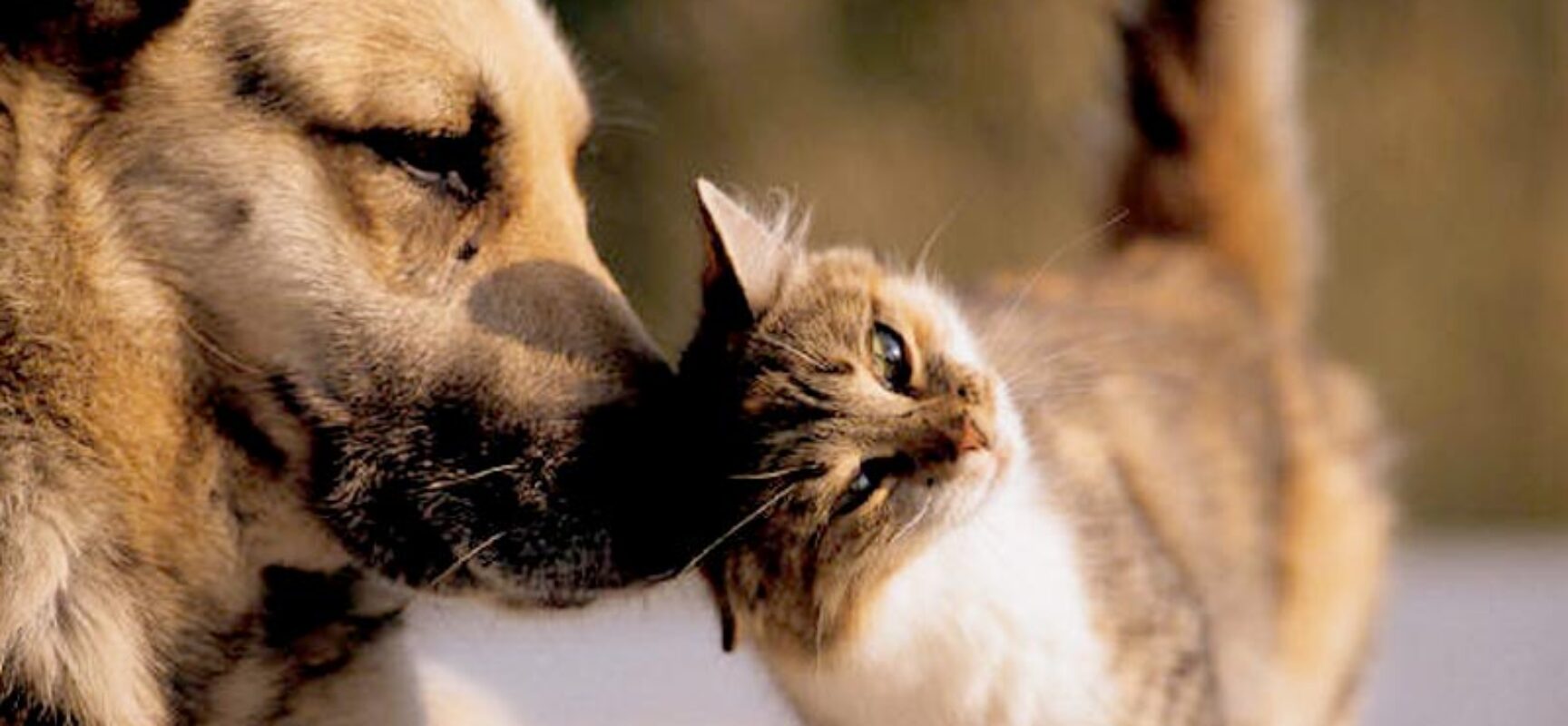 Ilhéus: Vacinação antirrábica para cães e gatos acontece neste sábado das 8h às 16h