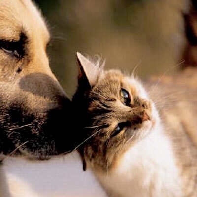 Ilhéus: Vacinação antirrábica para cães e gatos acontece neste sábado das 8h às 16h