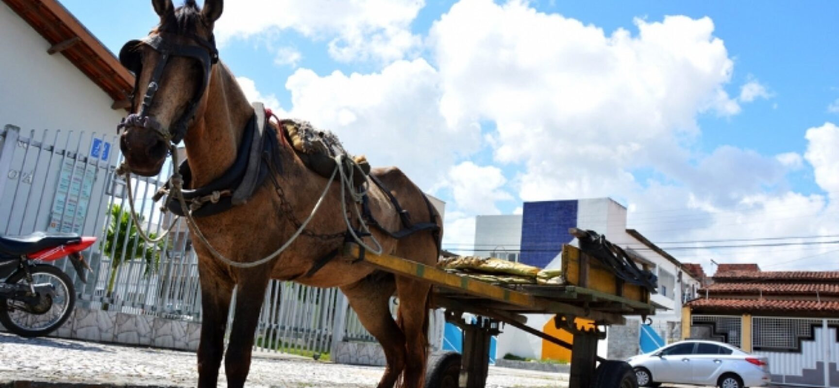 Após convênio, carroceiros de Feira de Santana poderão trocar animal por moto adaptada
