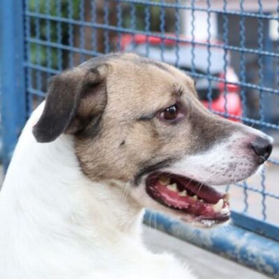 Cães e gatos podem ter vírus da covid-19, mas não transmitem a doença