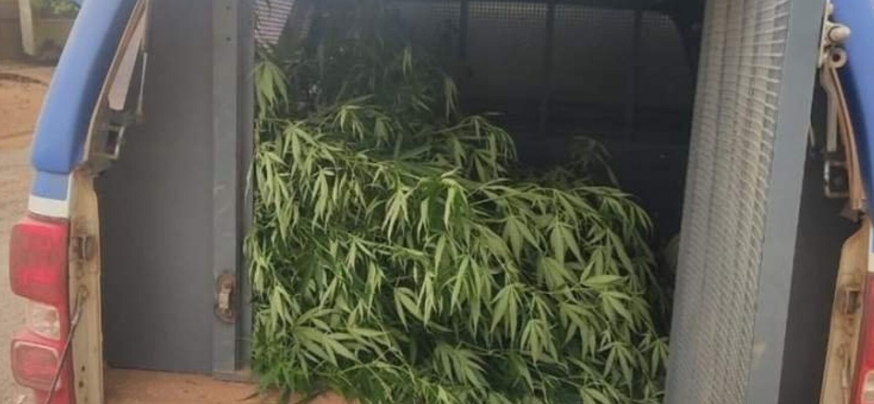 Homem é preso por plantar e vender maconha em barbearia